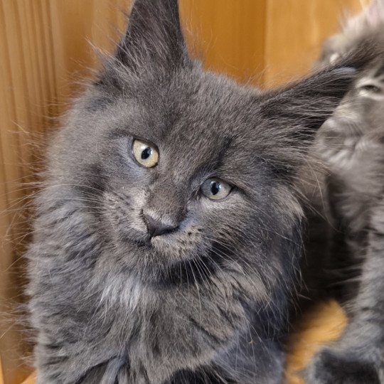 chaton Maine coon blue smoke Alear Chatterie Naïlah's Legend et Tsuki Araiguma's