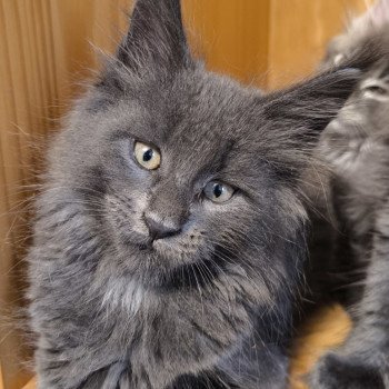 chaton Maine coon blue smoke Alear Chatterie Naïlah's Legend et Tsuki Araiguma's chaton Maine coon blue smoke Alear Chatterie Naïlah's Legend et Tsuki Araiguma's