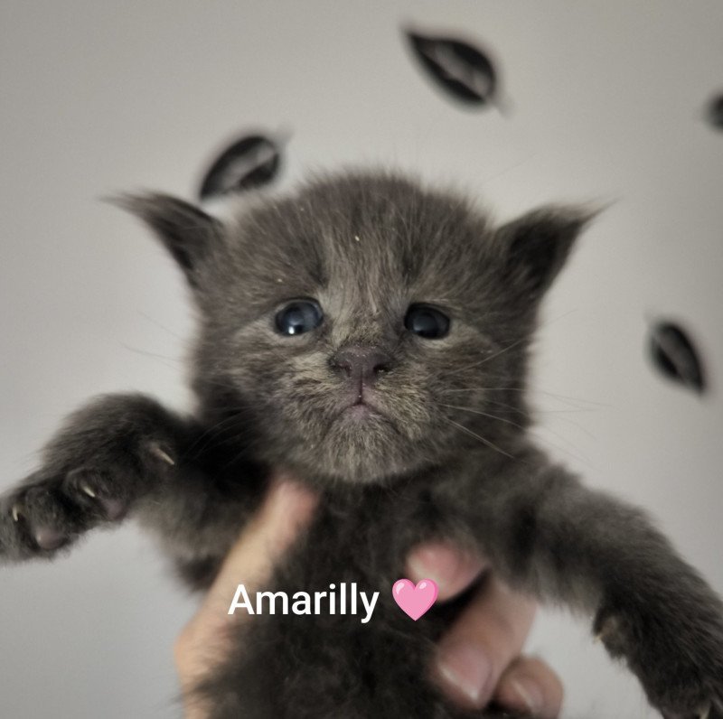 Amarylli of Naïlah's Legend Femelle Maine coon