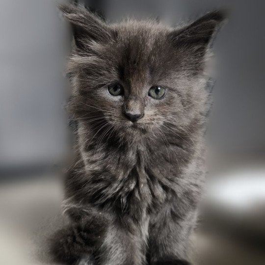 chaton Maine coon blue smoke Amarylli Chatterie Naïlah's Legend et Tsuki Araiguma's