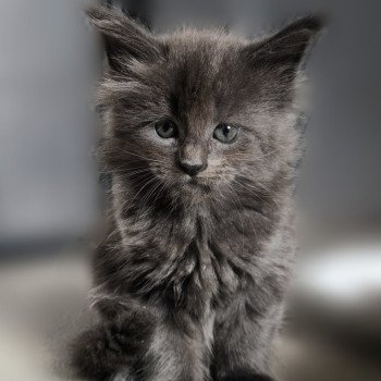 chaton Maine coon blue smoke Amarylli Chatterie Naïlah's Legend et Tsuki Araiguma's chaton Maine coon blue smoke Amarylli Chatterie Naïlah's Legend et Tsuki Araiguma's