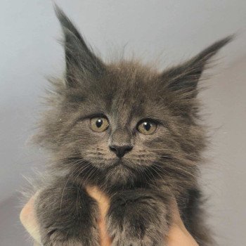 chaton Maine coon blue smoke Amarylli Chatterie Naïlah's Legend et Tsuki Araiguma's chaton Maine coon blue smoke Amarylli Chatterie Naïlah's Legend et Tsuki Araiguma's