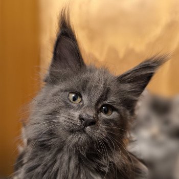chaton Maine coon blue smoke Amarylli Chatterie Naïlah's Legend et Tsuki Araiguma's chaton Maine coon blue smoke Amarylli Chatterie Naïlah's Legend et Tsuki Araiguma's