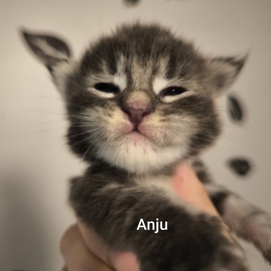 chaton Maine coon blue silver blotched tabby Chatterie Naïlah's Legend et Tsuki Araiguma's