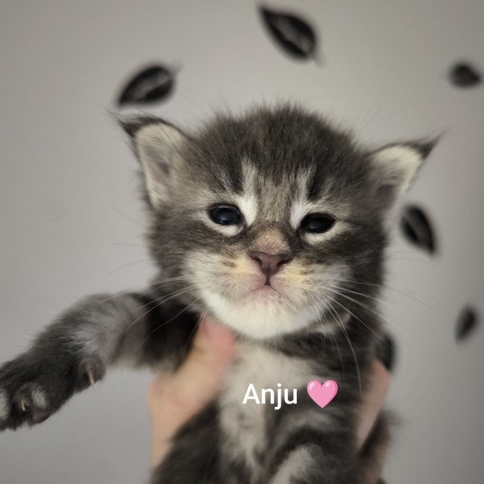 chaton Maine coon blue blotched tabby Anju Chatterie Naïlah's Legend et Tsuki Araiguma's