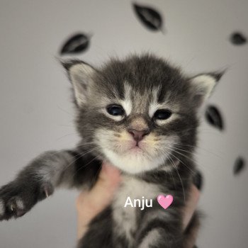 chaton Maine coon blue blotched tabby Anju Chatterie Naïlah's Legend et Tsuki Araiguma's chaton Maine coon blue blotched tabby Anju Chatterie Naïlah's Legend et Tsuki Araiguma's