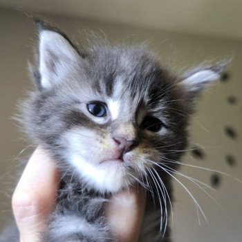chaton Maine coon blue blotched tabby Anju Chatterie Naïlah's Legend et Tsuki Araiguma's chaton Maine coon blue blotched tabby Anju Chatterie Naïlah's Legend et Tsuki Araiguma's