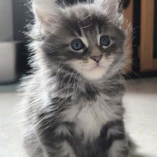 chaton Maine coon blue blotched tabby Anju Chatterie Naïlah's Legend et Tsuki Araiguma's