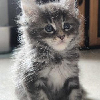 chaton Maine coon blue blotched tabby Anju Chatterie Naïlah's Legend et Tsuki Araiguma's chaton Maine coon blue blotched tabby Anju Chatterie Naïlah's Legend et Tsuki Araiguma's