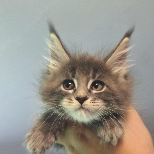 chaton Maine coon blue blotched tabby Anju Chatterie Naïlah's Legend et Tsuki Araiguma's