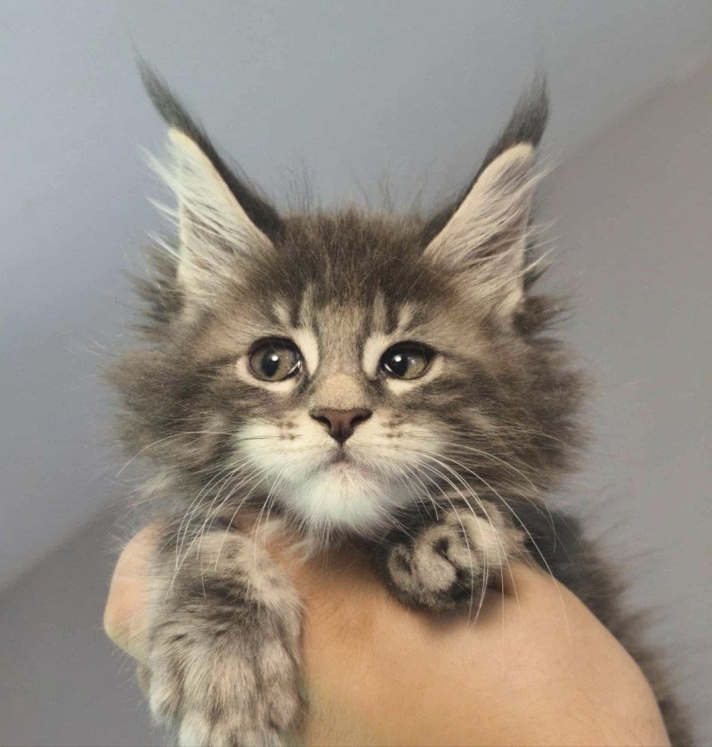 Anju of Naïlah's Legend Femelle Maine coon