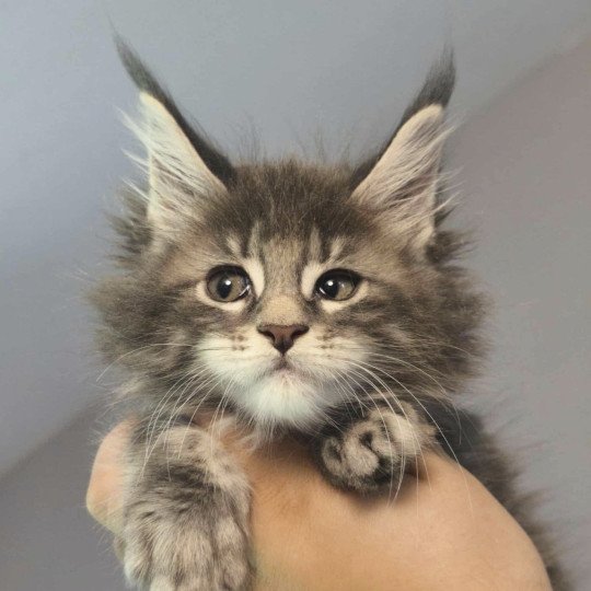 chaton Maine coon blue blotched tabby Anju Chatterie Naïlah's Legend et Tsuki Araiguma's