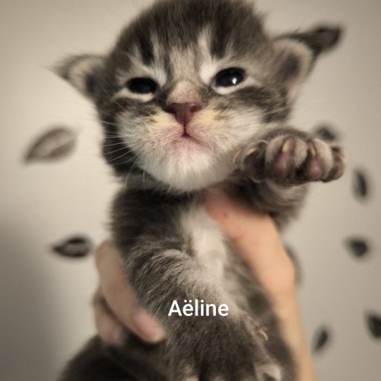chaton Maine coon blue silver ticked tabby Chatterie Naïlah's Legend et Tsuki Araiguma's