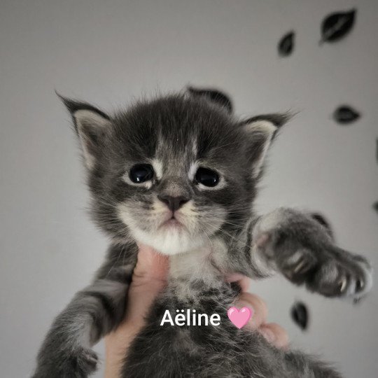 chaton Maine coon blue silver ticked tabby Aëline Chatterie Naïlah's Legend et Tsuki Araiguma's