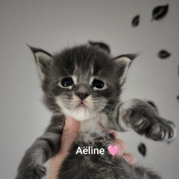 chaton Maine coon blue silver ticked tabby Aëline Chatterie Naïlah's Legend et Tsuki Araiguma's chaton Maine coon blue silver ticked tabby Aëline Chatterie Naïlah's Legend et Tsuki Araiguma's