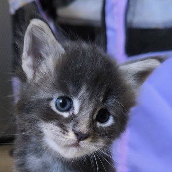 chaton Maine coon blue silver ticked tabby Aëline Chatterie Naïlah's Legend et Tsuki Araiguma's chaton Maine coon blue silver ticked tabby Aëline Chatterie Naïlah's Legend et Tsuki Araiguma's