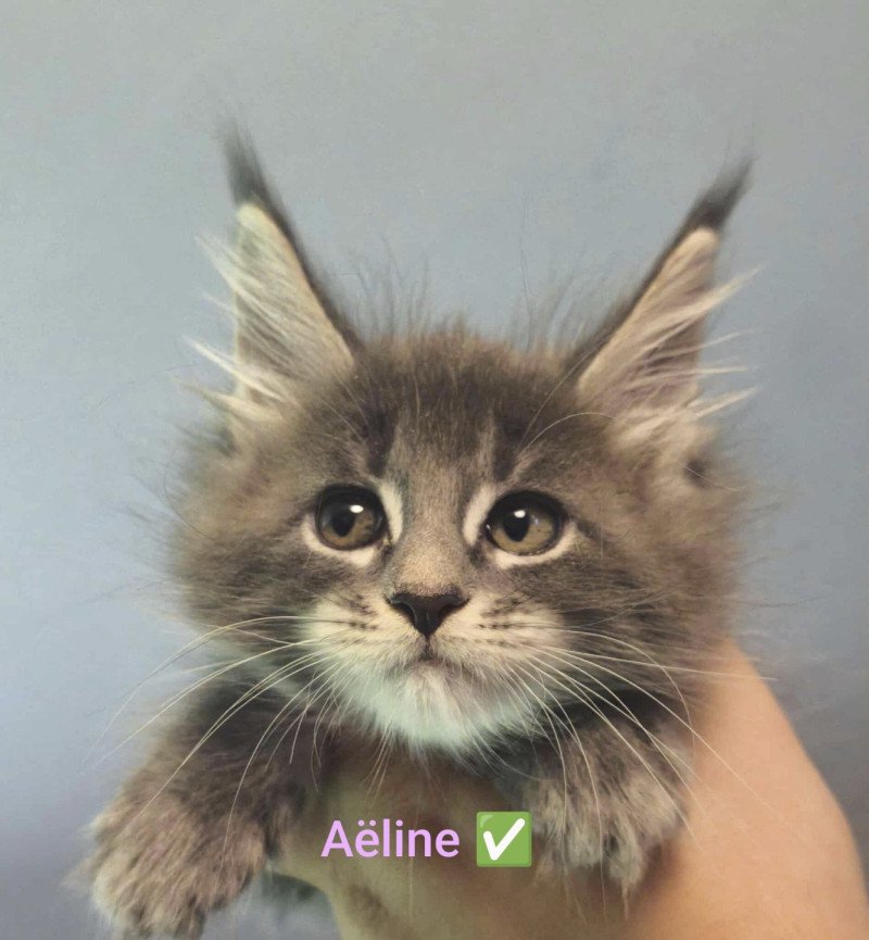 Aëline of Naïlah's Legend Femelle Maine coon
