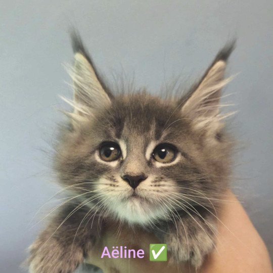 chaton Maine coon blue silver ticked tabby Aëline Chatterie Naïlah's Legend et Tsuki Araiguma's