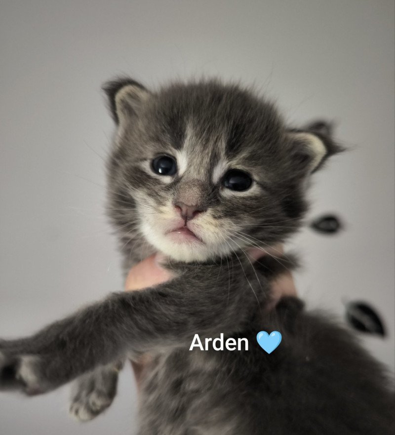 Arden of Naïlah's Legend Mâle Maine coon