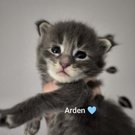 chaton Maine coon blue ticked tabby Arden Chatterie Naïlah's Legend et Tsuki Araiguma's