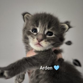 chaton Maine coon blue ticked tabby Arden Chatterie Naïlah's Legend et Tsuki Araiguma's chaton Maine coon blue ticked tabby Arden Chatterie Naïlah's Legend et Tsuki Araiguma's