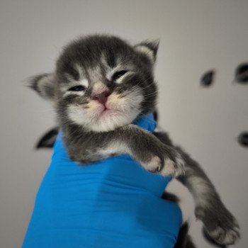 chaton Maine coon blue silver ticked tabby Chatterie Naïlah's Legend et Tsuki Araiguma's chaton Maine coon blue silver ticked tabby Chatterie Naïlah's Legend et Tsuki Araiguma's