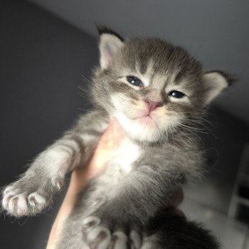 chaton Maine coon blue silver ticked tabby Ako Chatterie Naïlah's Legend et Tsuki Araiguma's chaton Maine coon blue silver ticked tabby Ako Chatterie Naïlah's Legend et Tsuki Araiguma's