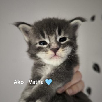 chaton Maine coon blue silver ticked tabby Ako Chatterie Naïlah's Legend et Tsuki Araiguma's chaton Maine coon blue silver ticked tabby Ako Chatterie Naïlah's Legend et Tsuki Araiguma's