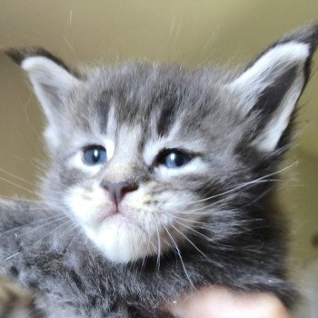 chaton Maine coon blue silver ticked tabby Ako Chatterie Naïlah's Legend et Tsuki Araiguma's chaton Maine coon blue silver ticked tabby Ako Chatterie Naïlah's Legend et Tsuki Araiguma's
