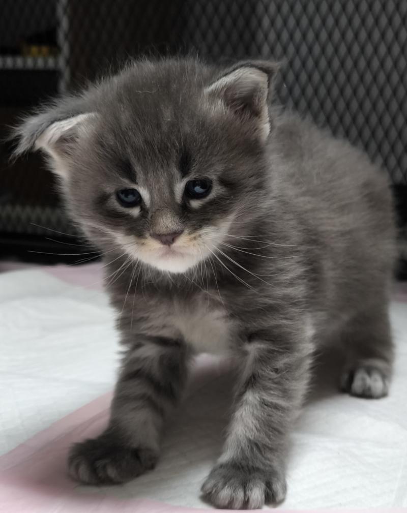 1er chaton (Portée Tharja ❤ Ueno 2026) - Mâle blue tabby Mâle Maine coon