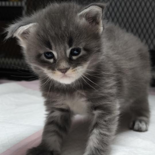 chaton Maine coon blue tabby Chatterie Naïlah's Legend et Tsuki Araiguma's