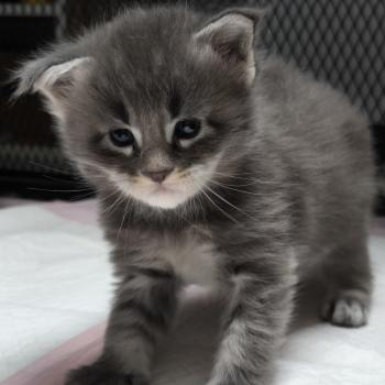 chaton Maine coon blue tabby Chatterie Naïlah's Legend et Tsuki Araiguma's