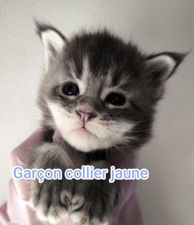 2e chaton (Portée Tharja ❤ Ueno 2026) - Mâle blue tabby Mâle Maine coon