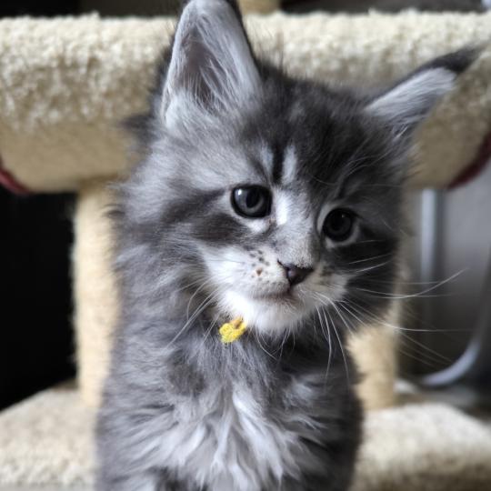 Boyd of Naïlah's Legend Mâle Maine coon