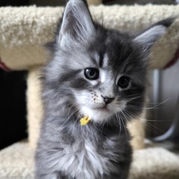 chaton Maine coon blue silver ticked tabby Boyd Chatterie Naïlah's Legend et Tsuki Araiguma's