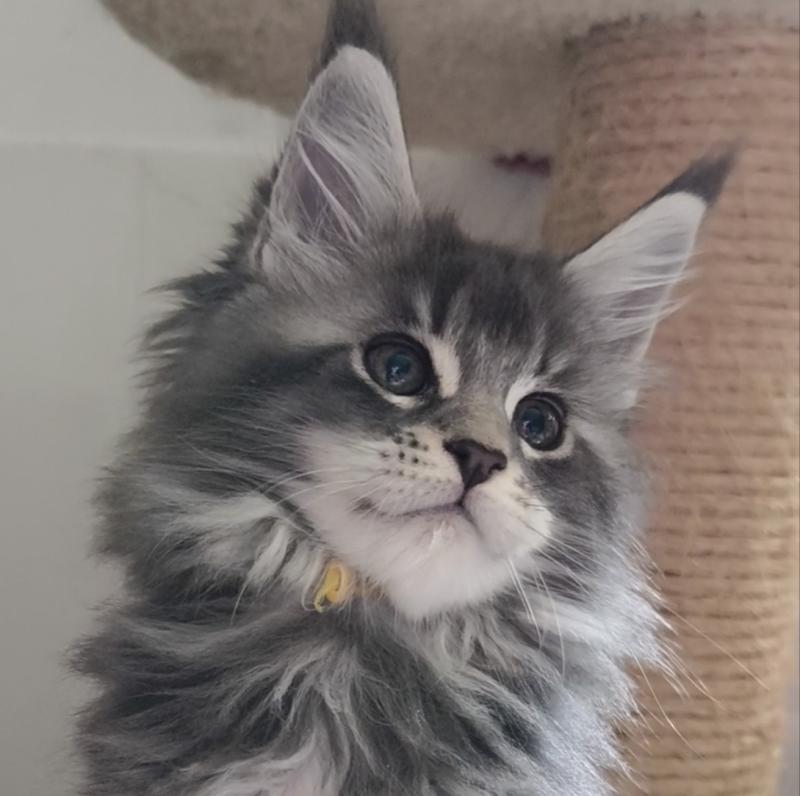 Boyd of Naïlah's Legend Mâle Maine coon