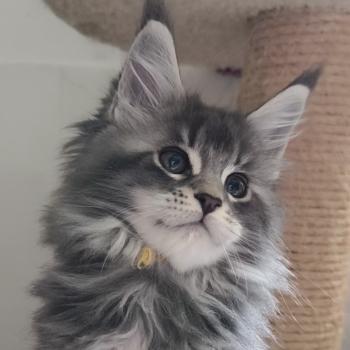 chaton Maine coon blue silver ticked tabby Boyd Chatterie Naïlah's Legend et Tsuki Araiguma's
