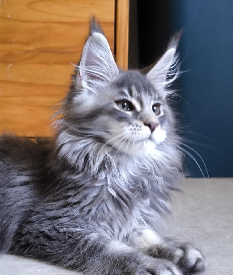 Boyd of Naïlah's Legend Mâle Maine coon