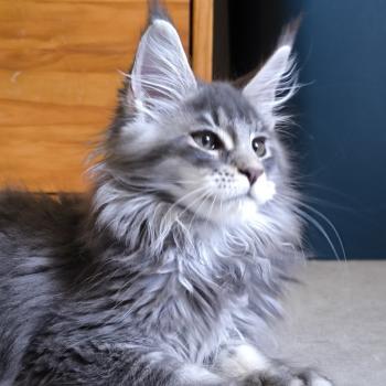 chaton Maine coon blue silver ticked tabby Boyd Chatterie Naïlah's Legend et Tsuki Araiguma's