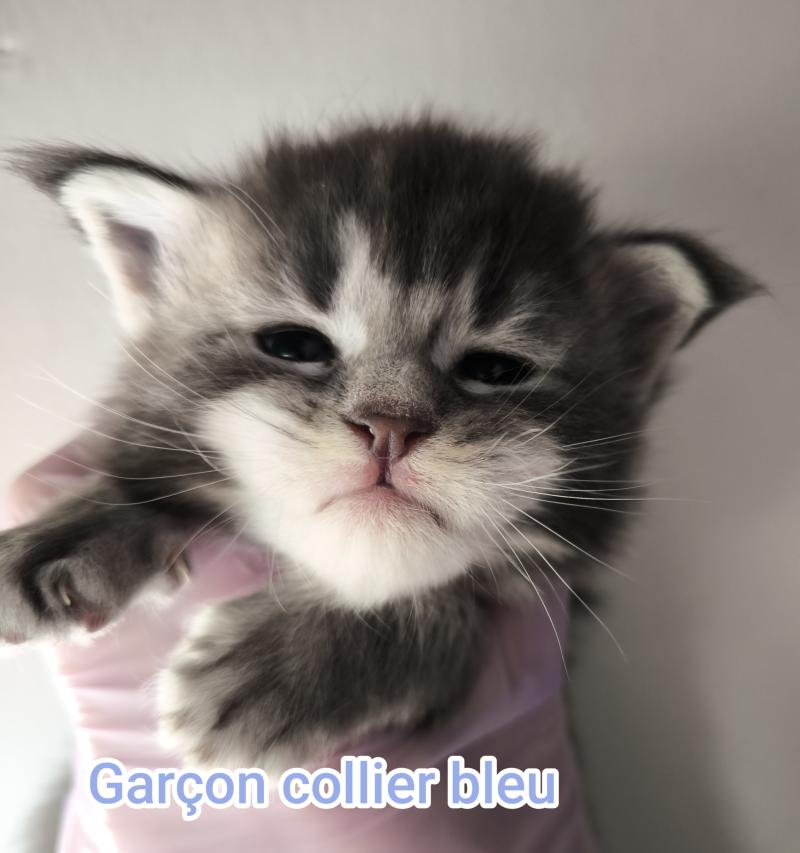 3e chaton (Portée Tharja ❤ Ueno 2026) - Mâle blue tabby Mâle Maine coon
