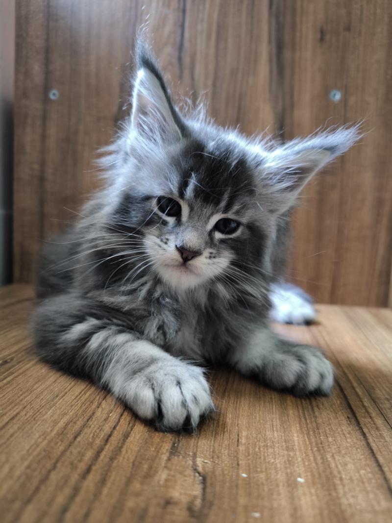 Berkut of Naïlah's Legend Mâle Maine coon