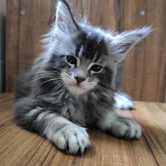 Berkut of Naïlah's Legend Mâle Maine coon