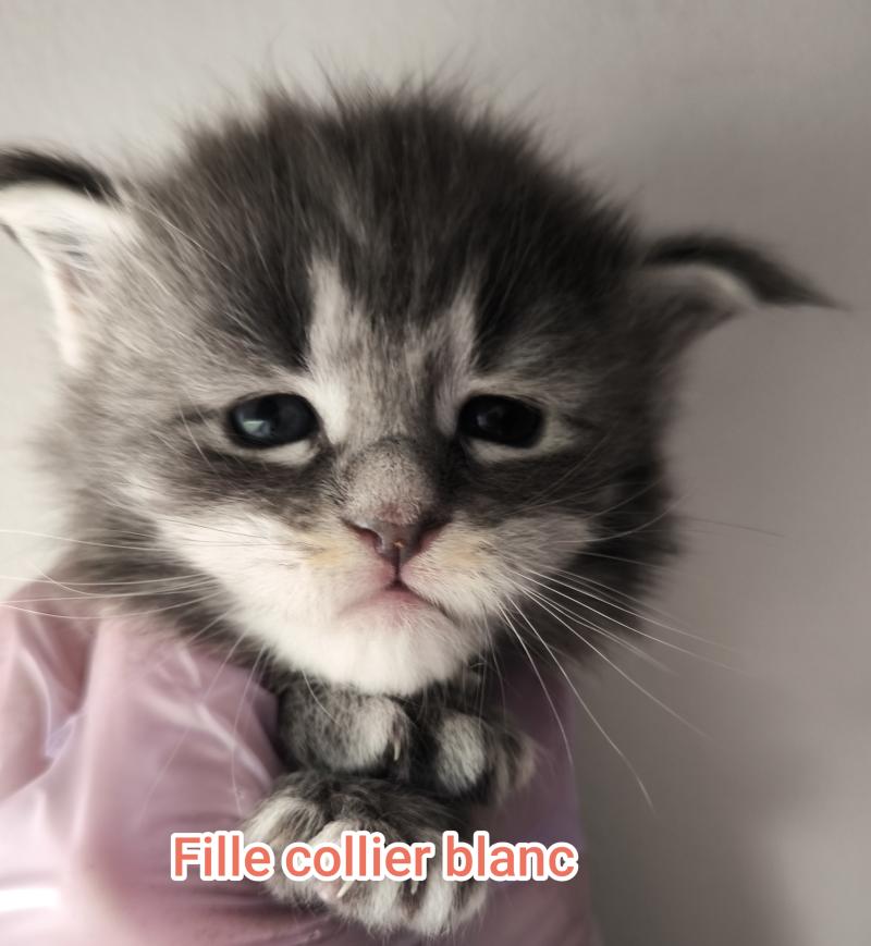5e chaton (Portée Tharja ❤ Ueno 2026) - Femelle blue tabby Femelle Maine coon