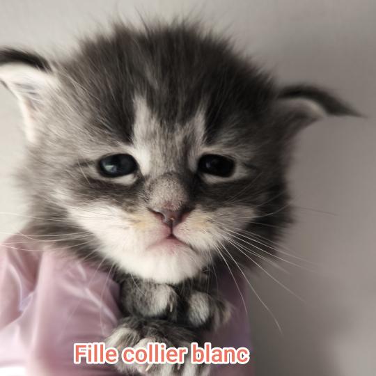 chaton Maine coon blue tabby Chatterie Naïlah's Legend et Tsuki Araiguma's