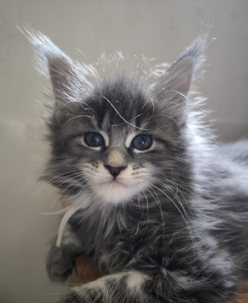 Baéris of Naïlah's Legend Femelle Maine coon