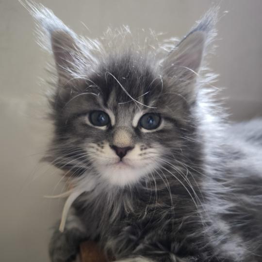 Baéris of Naïlah's Legend Femelle Maine coon