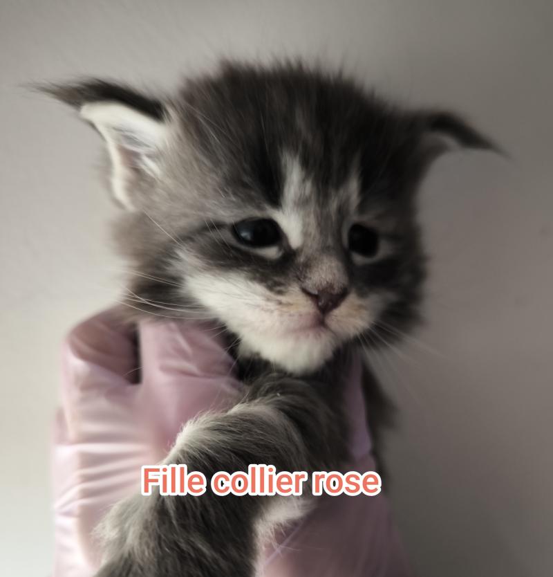 6e chaton (Portée Tharja ❤ Ueno 2026) - Femelle blue tabby Femelle Maine coon