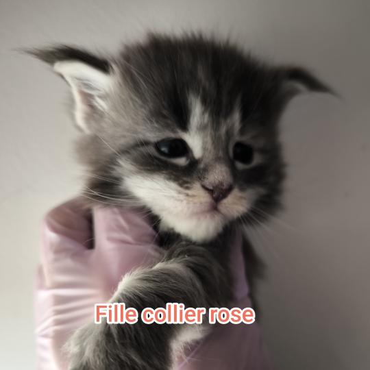 chaton Maine coon blue tabby Chatterie Naïlah's Legend et Tsuki Araiguma's