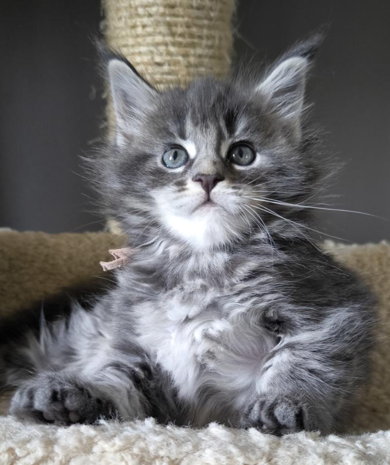 Brienna of Naïlah's Legend Femelle Maine coon