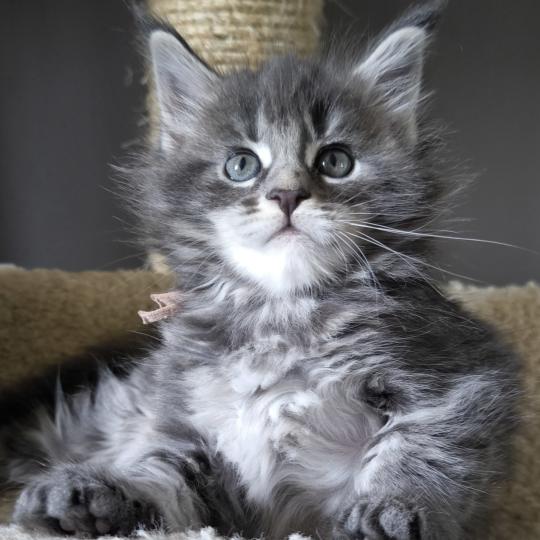 Brienna of Naïlah's Legend Femelle Maine coon